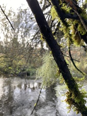 Usnea barbata