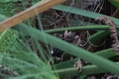 Cisticola carruthersi