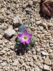 Oxalis adenophylla