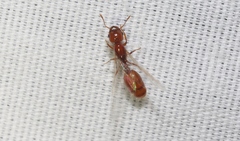 Solenopsis amblychila