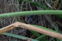 Cisticola carruthersi