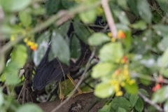 Gorsachius leuconotus