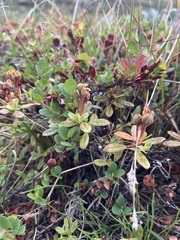 Rhododendron lapponicum