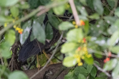 Gorsachius leuconotus