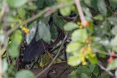 Gorsachius leuconotus