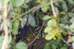 Gorsachius leuconotus