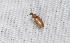 Anaspis rufa