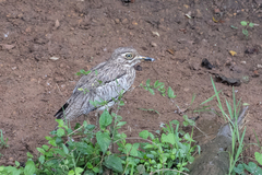 Burhinus vermiculatus
