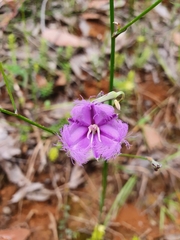 Thysanotus tuberosus