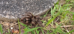Grammostola
