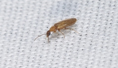 Anaspis rufa