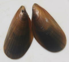 Mytilus edulis