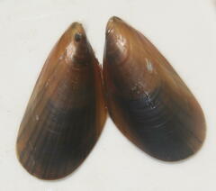 Mytilus edulis