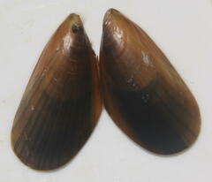 Mytilus edulis