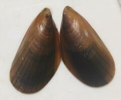 Mytilus edulis