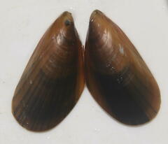 Mytilus edulis
