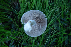 Hebeloma