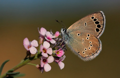 Glaucopsyche astraea