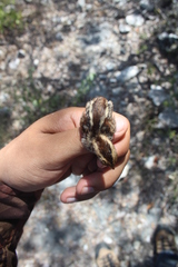 Colinus nigrogularis