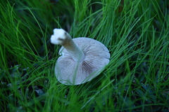 Hebeloma