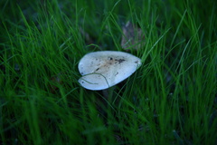 Hebeloma