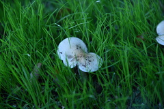 Hebeloma