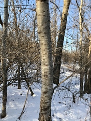 Populus × rouleauiana