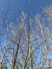 Populus × rouleauiana