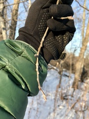 Populus × rouleauiana