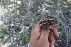 Colinus nigrogularis