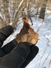 Populus × rouleauiana