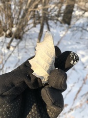 Populus × rouleauiana