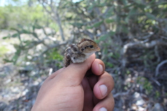 Colinus nigrogularis