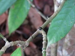 Thorelliola ensifera