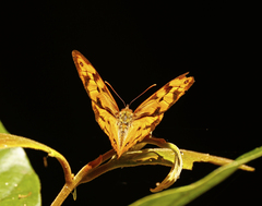 Heteronympha mirifica