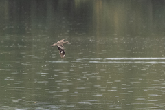 Burhinus vermiculatus