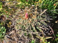 Ferocactus latispinus