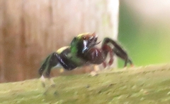 Thorelliola ensifera