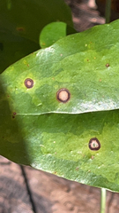 Acericecis ocellaris