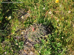 Ferocactus latispinus