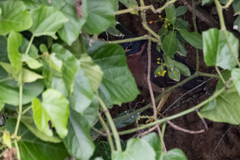 Gorsachius leuconotus