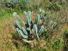 Myrtillocactus geometrizans