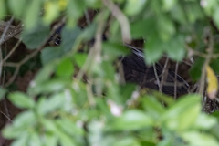 Gorsachius leuconotus