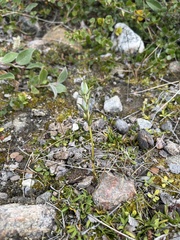 Lomatogonium rotatum