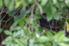 Gorsachius leuconotus