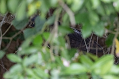 Gorsachius leuconotus