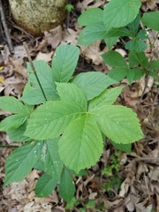 Puccinia andropogonis