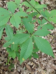 Puccinia andropogonis