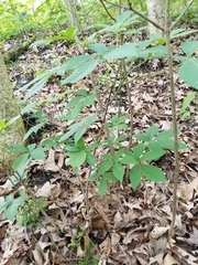 Puccinia andropogonis