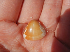 Tivela